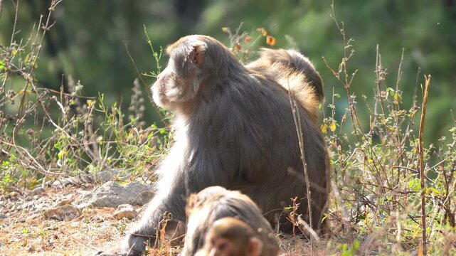 Macaque monkey sitting alertly on a grassy hillside in its natural forest habitat during a bright sunny day Slow motion 120fps 4k video footage