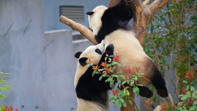 playful giant panda in the nature during afternoon, two panda try to climb trees, panda natural habitat
