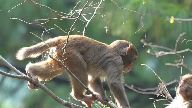 Macaque monkey climbing and balancing on thin tree branches in a lush green forest canopy under bright daylight Slow motion 120fps 4k video footage