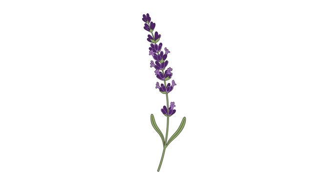 Single sprig of purple lavender with green leaves isolated on a white background in a detailed botanical illustration style.