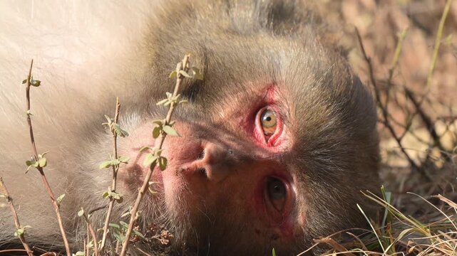 Monkey lying on the dry forest ground looking directly at the camera with curious red eyes during a bright sunny day Slow motion 120fps 4k video footage