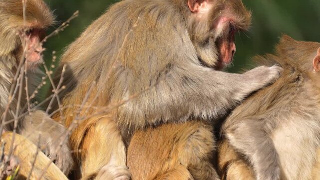 Macaque monkeys grooming and caring for each other in a natural outdoor habitat under warm daylight Slow motion 120fps 4k video footage