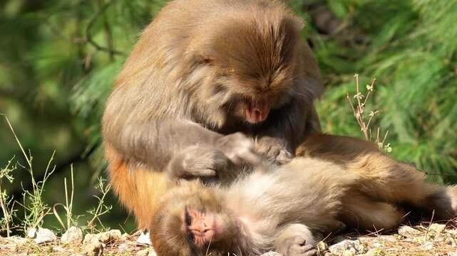 Rhesus macaque monkey grooming its partner on the rocky ground of a sunny pine forest Slow motion 120fps 4k video footage