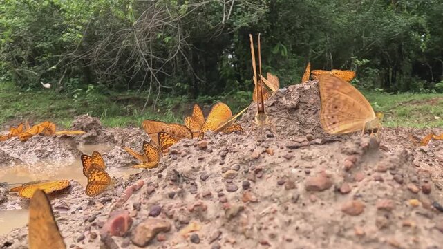 Group of Orange Yeomen Gathering on Wet Mud After Rain Jungle