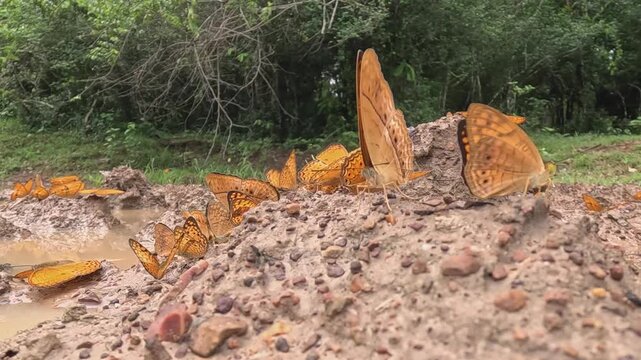 Yeoman Butterflies Mud Puddling in Slow Motion Close-Up Jungle Scene