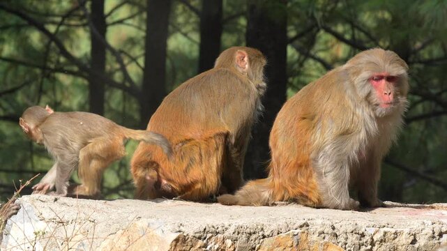 Rhesus macaque monkeys resting on a stone wall in their natural forest habitat during a sunny day Slow motion 120fps 4k video footage