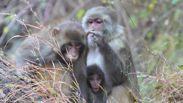 Monkeys of the macaque family grooming each other and protecting a baby in a grassy forest during a calm day in Slow motion 120fps 4k video footage