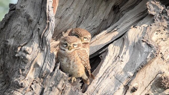Owlets resting together inside a weathered tree hollow cavity in their natural forest habitat Slow motion 120fps 4k video footage