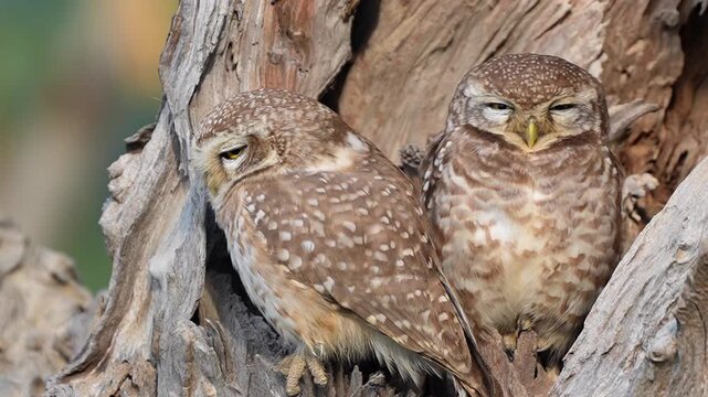 Spotted owlets perching together inside a hollow tree trunk in their natural forest habitat Slow motion 120fps 4k video footage