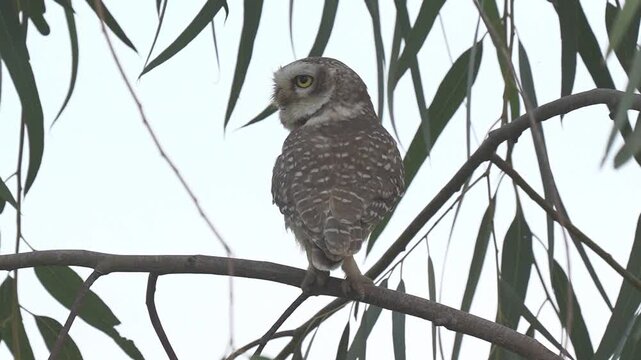 Spotted owlet perched on a tree branch looking back among eucalyptus leaves during a calm overcast day Slow motion 120fps 4k video footage
