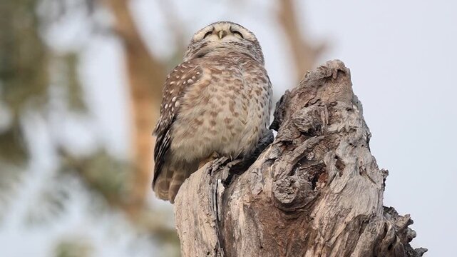 Spotted owlet perched on a rustic tree stump looking around the forest canopy captured in Slow motion 120fps 4k video footage