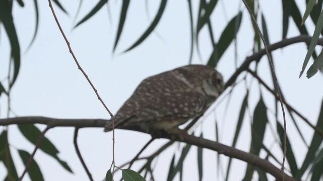 Spotted owlet perching on a tree branch and looking around curiously in its natural habitat Slow motion 120fps 4k video footage
