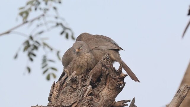 Jungle babbler birds huddling together on a weathered tree trunk stump in the wild captured in Slow motion 120fps 4k video footage