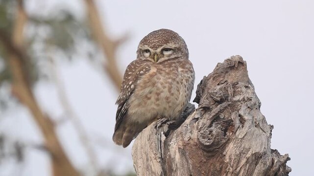 Spotted owlet perched on a dry tree trunk looking around in a peaceful forest during bright daytime Slow motion 120fps 4k video footage