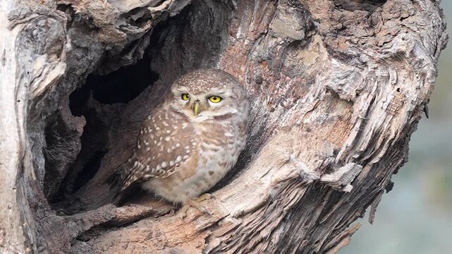 Spotted owlet perched alertly inside a tree hollow cavity in a textured old trunk during the daytime Slow motion 120fps 4k video footage