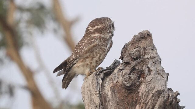 Spotted owlet perched on a weathered tree trunk looking around in a natural forest environment under bright overcast sky Slow motion 120fps 4k video footage
