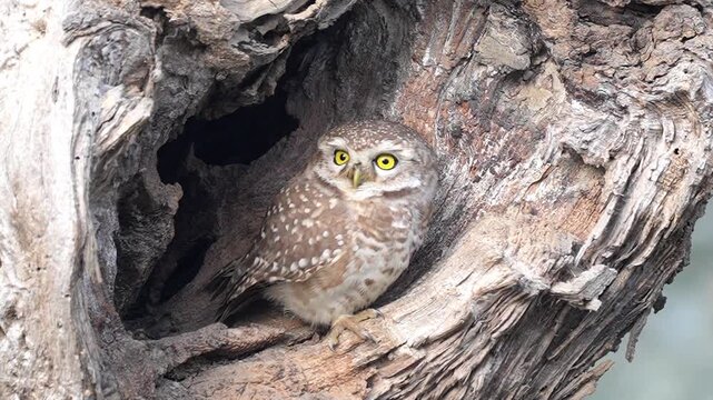 Spotted owlet resting with closed eyes inside a textured tree trunk hollow in a serene forest setting captured in Slow motion 120fps 4k video footage