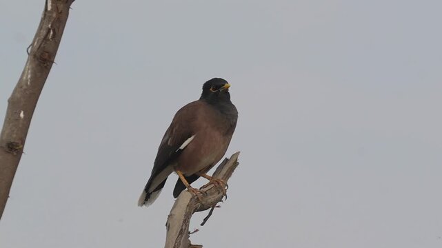 Common myna bird perching on a dry tree branch and looking around against a neutral overcast sky in soft natural daylight Slow motion 120fps 4k video footage