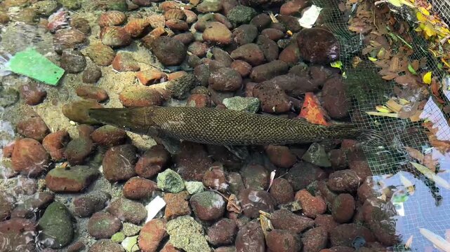 Large Alligator Gar Fish Swimming Slowly in Clear Shallow Pond with Rocky Bottom 