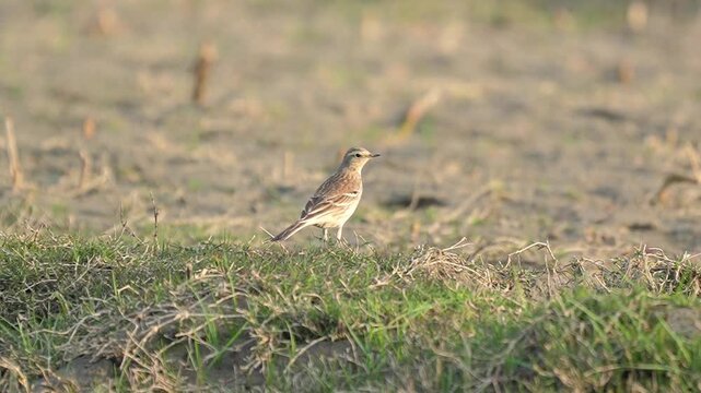 Bird of the pipit species standing on a patch of green grass in a wide rural field during soft daytime lighting Slow motion 120fps 4k video footage