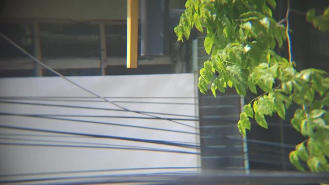 View from a window showing green tree leaves swaying gently in the wind against a blurred background of a building rooftop and overhead power lines. A peaceful and cinematic indoor-to-outdoor shot cap