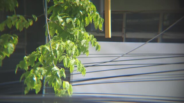 View from a window showing green tree leaves swaying gently in the wind against a blurred background of a building rooftop and overhead power lines. A peaceful and cinematic indoor-to-outdoor shot cap