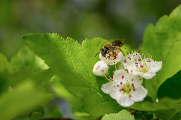 a bee pollinates flowers © Алексей Линник