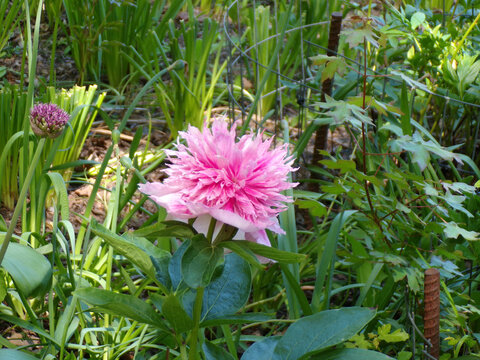 Blooming pink peon on flower bed