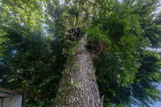 Tall Tree Viewed from Below Against Blue Sky