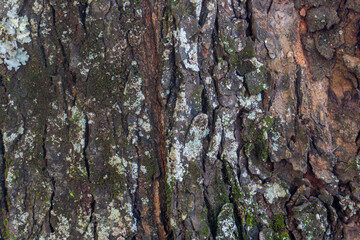 Obraz premium Tree Bark Texture Background Close Up