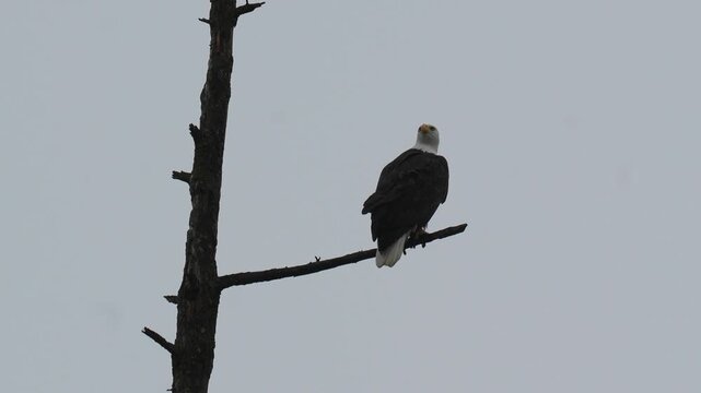 Bald eagle perched on a bare tree branch while looking around against a moody, overcast sky Slow motion 120fps 4k video footage