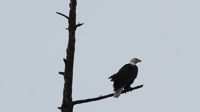 Bald eagle perched on a bare dead tree branch looking around against an overcast winter sky Slow motion 120fps 4k video footage