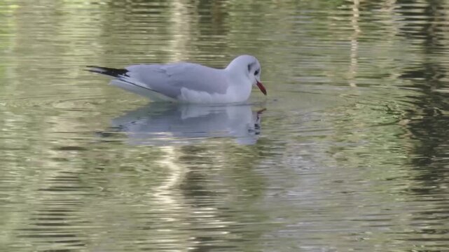 A black-headed gull (Chroicocephalus ridibundus) in winter plumage (white head with a dark patch near the eye) swimming leisurely on the surface of a calm lake.