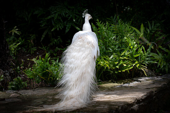 View of a white peacock with long tail feathers standing on a stone ledge near lush green tropical plants at Ardastra Gardens, Nassau, New Providence, The Bahamas.