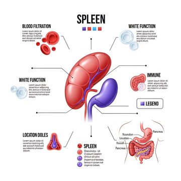 Human spleen anatomy and functions diagram illustration.