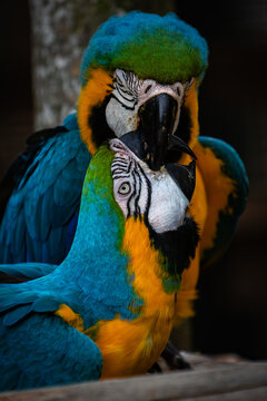 View of two blue-and-yellow macaws interacting with vibrant plumage at the Ardastra Gardens and Wildlife Conservation Centre, Nassau, New Providence, The Bahamas.