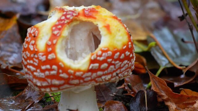 Mushroom with a large bite mark on its red cap standing on a damp forest floor surrounded by autumn leaves in soft natural daylight Slow motion 120fps 4k video footage