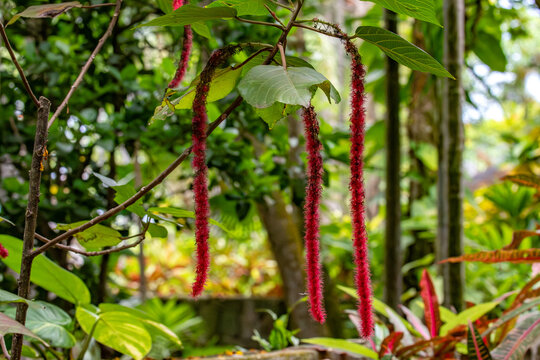 View of red Chenille plant flowers hanging from a tree branch in a lush tropical garden at Ardastra Gardens Wildlife Conservation Centre in Nassau, New Providence, The Bahamas.