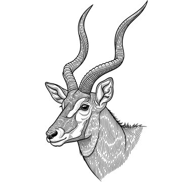 Artistic sketch portrait of a kudu antelope with spiral horns