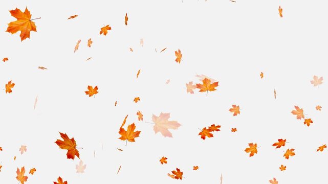colorful autumn maple leaves falling isolated alpha channel 4k animation, Falling yellow leaves overlay on a black background,
Autumnal maple leaves rotation on white background. 