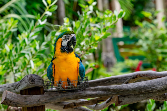 View of a vibrant blue-and-yellow macaw perched on a rustic wooden fence surrounded by lush tropical foliage at Ardastra Gardens Nassau, New Providence, The Bahamas.