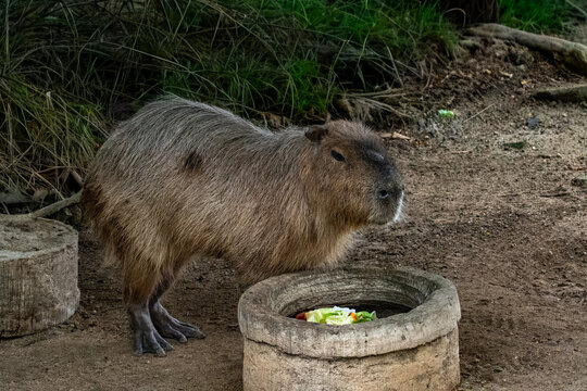 View of a capybara standing by a stone feeding bowl with fresh vegetables at Ardastra Gardens Wildlife Conservation Centre in Nassau, New Providence, The Bahamas.
