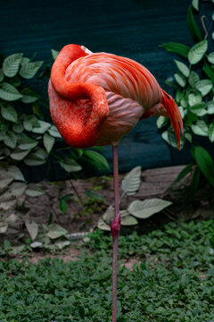 View of a vibrant pink flamingo standing on one leg with its head tucked into its feathers amidst lush green foliage at Ardastra Gardens, Nassau, New Providence, The Bahamas.