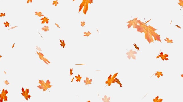 colorful autumn maple leaves falling isolated alpha channel 4k animation, Falling yellow leaves overlay on a black background,
Autumnal maple leaves rotation on white background. 