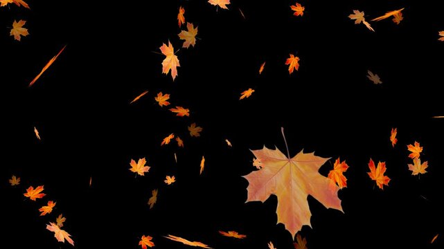 Autumnal maple leaves rotation on white background. Maple Leaves Falling. Fall 2 Clip start to end and seamless loop.
Super slow motion of falling autumn maple leaves on black background.