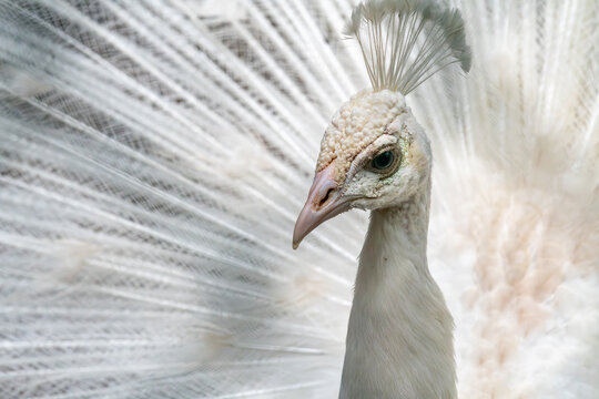 View of a white peacock displaying its elegant plumage at the Ardastra Gardens Wildlife Conservation Centre in Nassau, New Providence, The Bahamas.