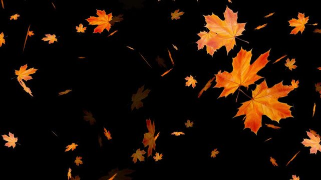 Autumnal maple leaves rotation on white background. Maple Leaves Falling. Fall 2 Clip start to end and seamless loop.
Super slow motion of falling autumn maple leaves on black background.