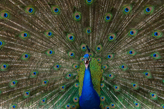 View of a peacock displaying its fanned tail feathers with iridescent eye patterns at Ardastra Gardens and Wildlife Conservation Centre in Nassau, New Providence, The Bahamas.