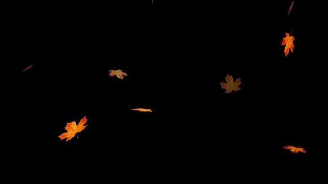 Autumnal maple leaves rotation on white background. Maple Leaves Falling. Fall 2 Clip start to end and seamless loop.
Super slow motion of falling autumn maple leaves on black background.
