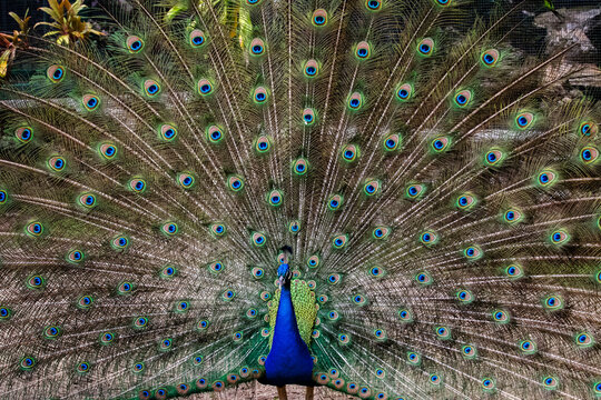 View of a peacock displaying its vibrant iridescent tail feathers in a fan shape at Ardastra Gardens and Wildlife Conservation Centre in Nassau, New Providence, The Bahamas.